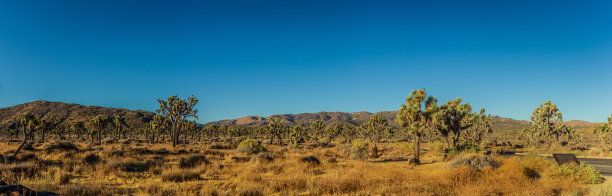 美国国家公园干燥的沙漠灌木丛中许多乔舒亚树的全景照片图片下载