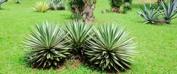 多年生常绿丝兰花在绿色草坪上。宽的照片。图片下载