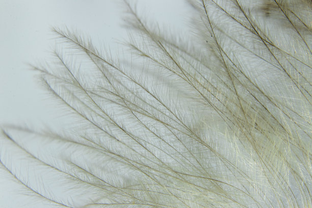 抽象的照片和背景与孔雀羽毛和美丽的背景颜色图片下载