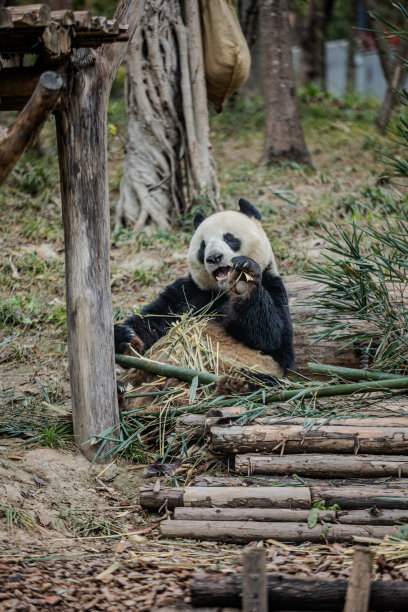 一只熊猫正在森林里吃竹子图片下载