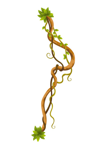 藤本植物分支。扭曲的野生丛林藤蔓植物。木质的天然热带雨林，外来植物元素。矢量设计元素图片下载