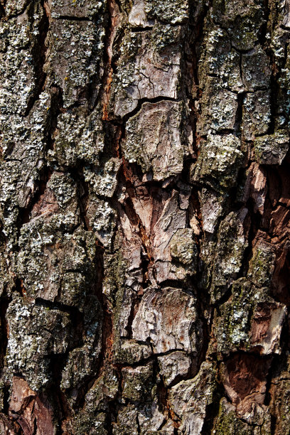 一张特写照片捕捉到了梨树树皮丰富的纹理和色调，它成为一个迷人的背景，点缀着生动的地衣。图片下载