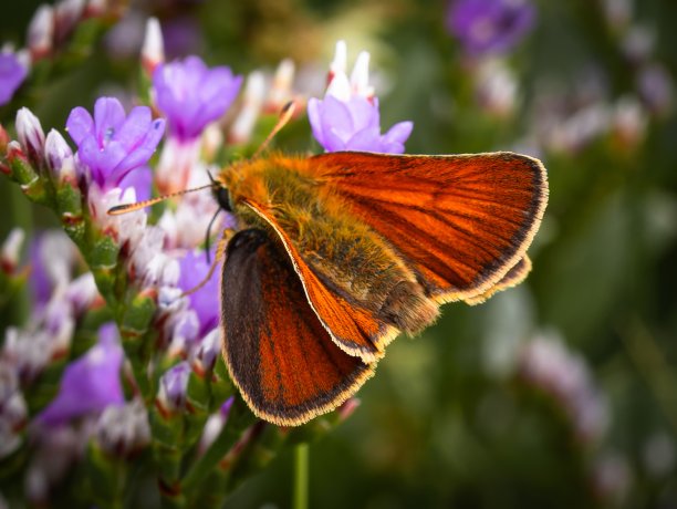 小飞蛾或蝴蝶的特写微距照片。Smallipper。Thymelicus抗旱性图片下载