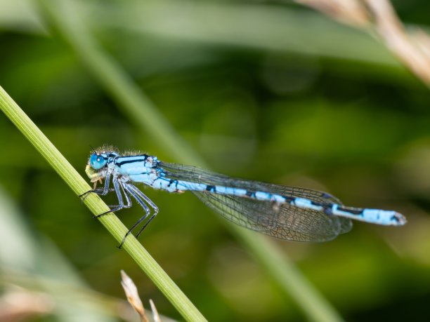 霓虹蓝色蜻蜓特写微距照片。在一片叶子上。复制空间，豆娘在树枝上休息。背景。细蟌科。常见的矢车菊图片下载