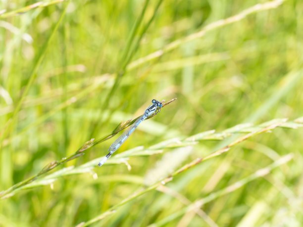 霓虹蓝色蜻蜓特写微距照片。在一片叶子上。复制空间，豆娘在树枝上休息。背景。细蟌科。常见的矢车菊图片下载