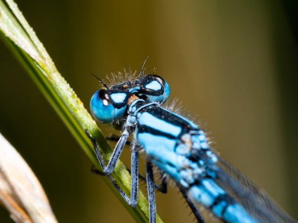 霓虹蓝色蜻蜓特写微距照片。在一片叶子上。复制空间，豆娘在树枝上休息。背景。细蟌科。常见的矢车菊图片下载