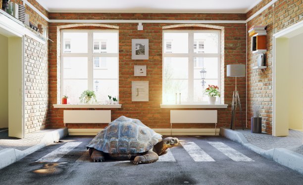 沥青马路穿过客厅和乌龟…图片下载