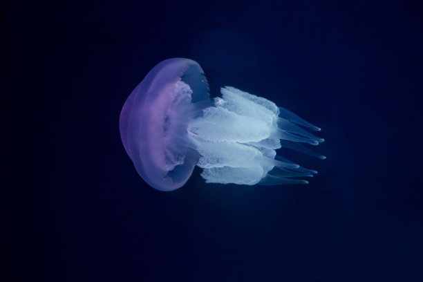 水母和海洋背景系列- 4图片下载