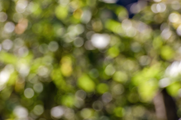 从森林植被的散焦摄影抽象彩色背景图片下载