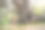 妈妈和儿子游客在看2000年的橄榄树:黑山布德瓦的斯塔玛斯利纳。它被认为是欧洲最古老的树，是一个旅游景点。背景是黑山山脉。欧洲图片下载