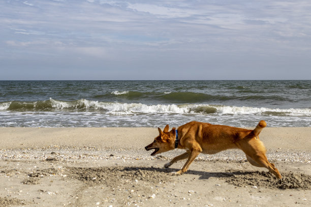 猫，狗，动物，宠物图片下载
