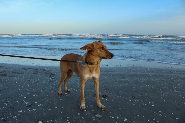 猫，狗，动物，宠物图片下载