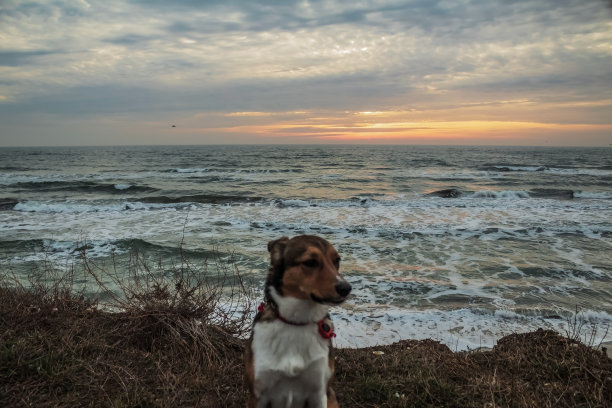 猫，狗，动物，宠物图片下载