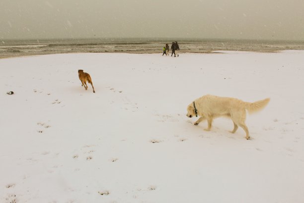 猫，狗，动物，宠物图片下载