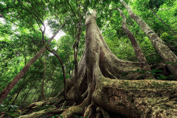 泰国雨林中最大的树，有根支撑着树干。形象的概念，保护自然和环境。图片下载