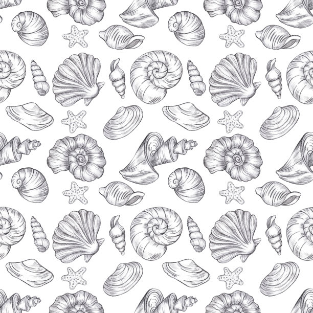 手绘黑煤铅笔贝壳无缝图案隔离在白色背景。海洋插图可用于纺织品、布艺、剪贴簿等印刷品。图片下载
