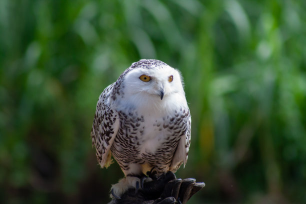 一张雪鸮的照片，在绿色的背景下看着相机的线条图片下载