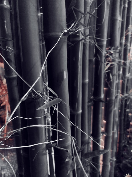 标题/说明图片下载