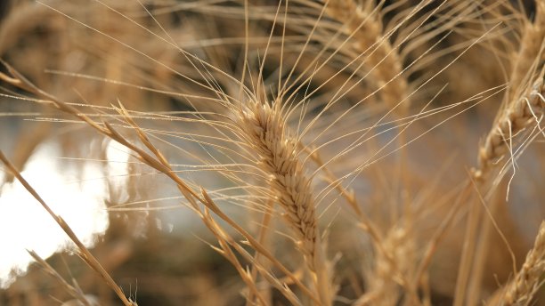 金色麦穗图片下载