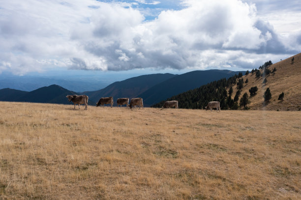 拉斯佩格拉山区自由放养的牛群航拍图片下载