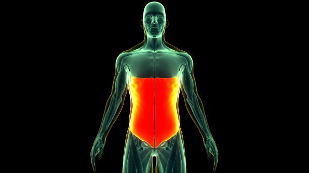 人体肌肉系统躯干肌肉腹部外斜肌解剖图片下载