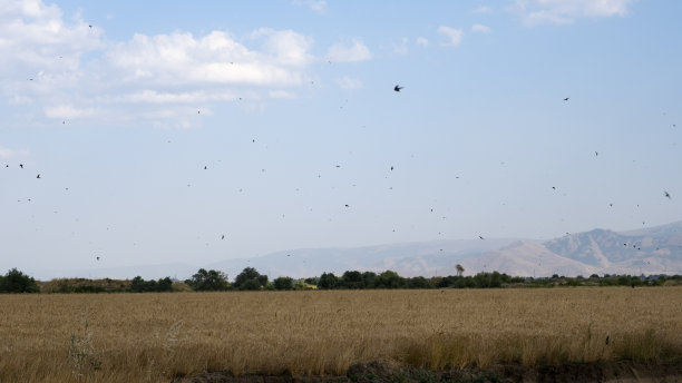 在麦田里飞过鸟巢的燕子图片下载