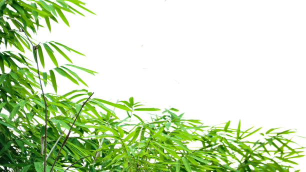 白色背景上的竹叶顶端图片下载