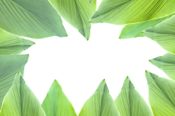 白色背景上的树叶抠图，带剪切路径图片下载