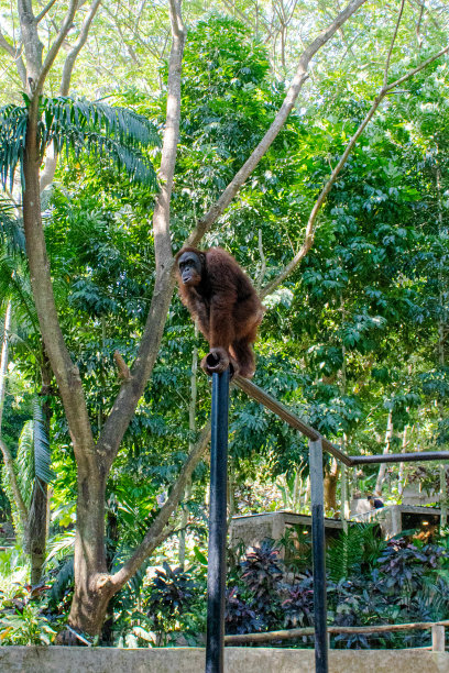 动物园里的猩猩站在杆子上图片下载