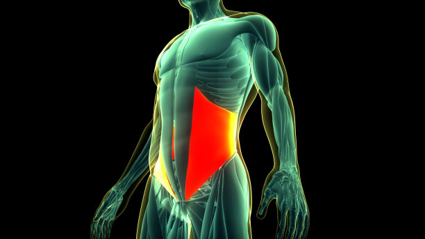 人体肌肉系统躯干肌肉内部斜肌解剖图片下载