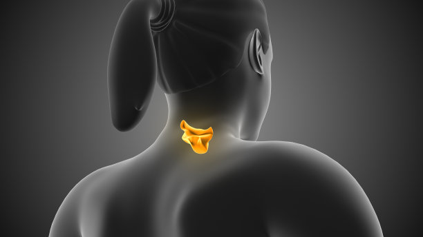 脊椎骨人类的脊椎骨或脊柱图片下载