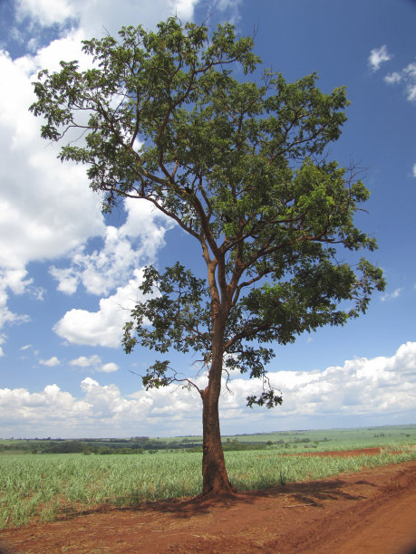 自然生境的桂树(Astronium graveolens)图片下载