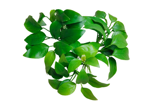 心形水生植物Anubias Nana金色孤立在白色背景与剪辑路径图片下载