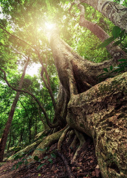 泰国雨林中最大的树，有根支撑着树干。形象的概念，保护自然和环境。图片下载