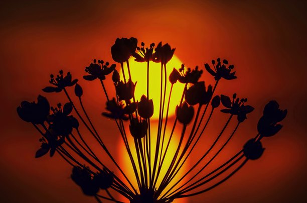 植物和金色黎明的照片图片下载