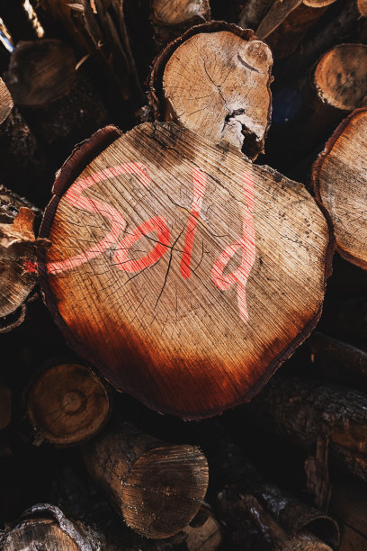 出售采伐树木图片下载