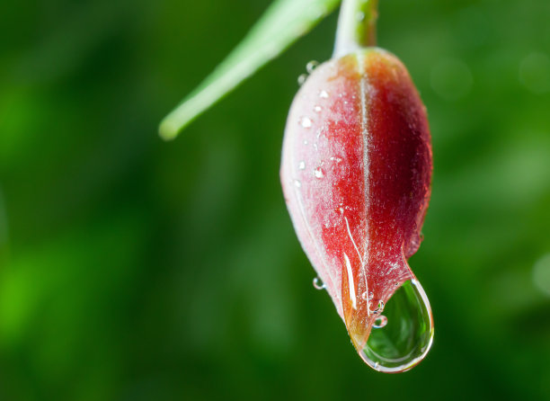 花蕾与雨滴的微距照片春雨过后，水珠附着在新鲜的花蕾上。图片下载