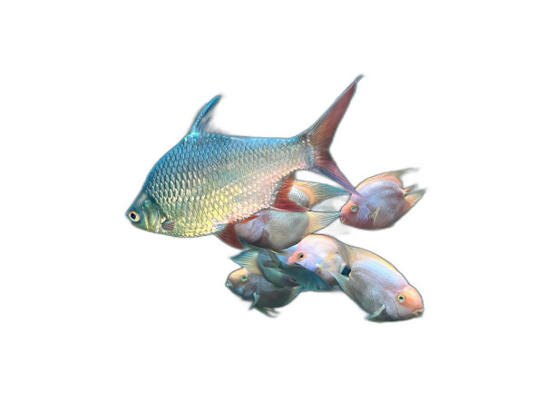 一群鱼在水里游泳的照片。图片下载