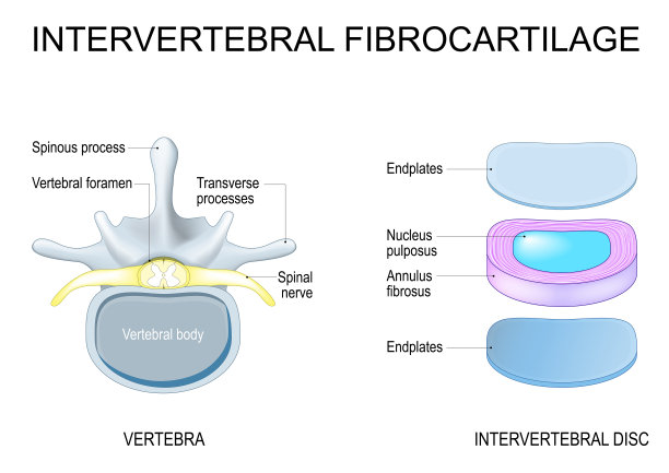 椎间盘结构。脊椎解剖学。脊柱图片下载