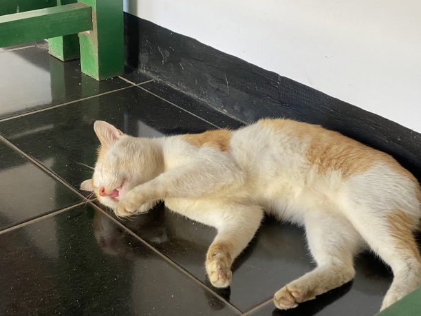 一张猫在桌子下面睡觉放松的照片图片下载