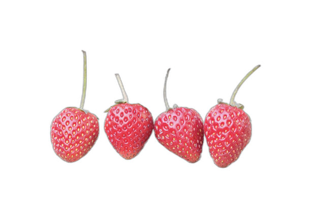一组草莓坐在白色表面上的照片。图片下载