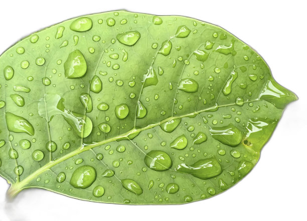 一张有水滴的绿叶的照片。图片下载