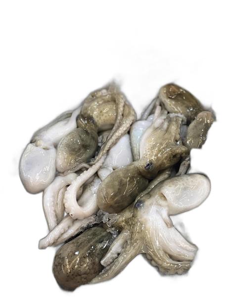 一张白色水面上一堆鱿鱼的照片。图片下载