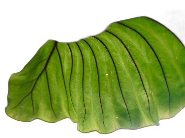 一张带有黑色条纹的绿叶照片。图片下载