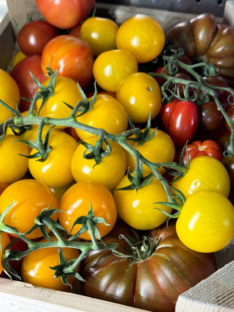 当地新鲜农产品市场的全画幅图像，有一堆有机，牛肉西红柿和葡萄藤，闪亮的，黄色和红色的西红柿放在架子上的木箱里，高架视图，重点在前景图片下载