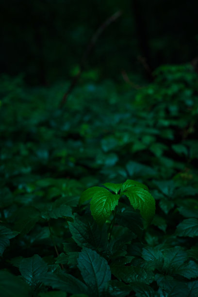 黑暗戏剧性大气的树叶花园花卉植物垂直图片低光环境空间图片下载