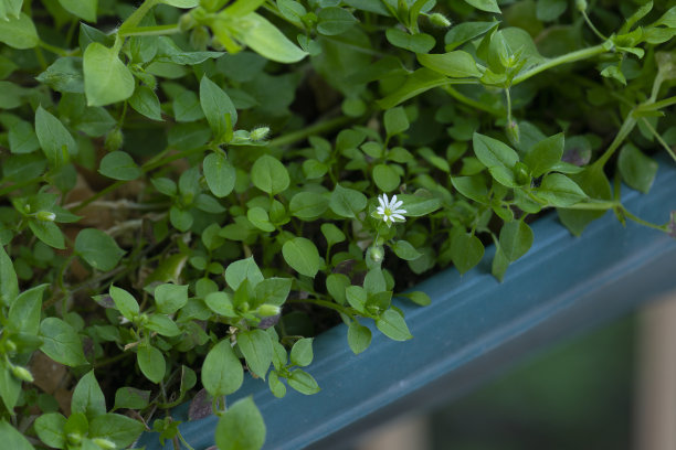 开花的繁豆在花盆里自然生长的特写图片图片下载