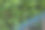 开花的繁豆在花盆里自然生长的特写图片图片下载
