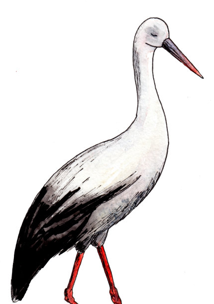 鹳图片下载