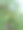 乡村生活花、树、叶的照片，植物园内白檀绿叶的特写照片，选择性聚焦。巴巴苏油，温室里的棕榈树叶子，图片下载